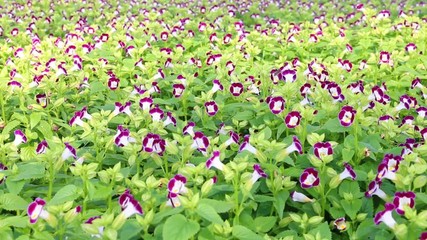 Wall Mural - wishbone flower (torenia fournieri) in garden.