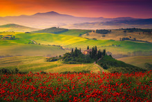Stunning Red Poppies Blossom On Meadows In Tuscany, Pienza, Italy