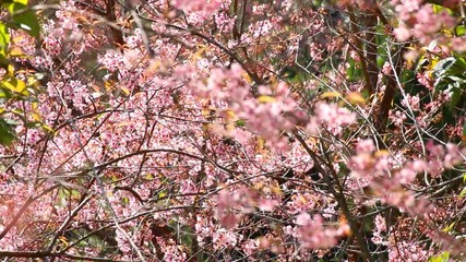 Wall Mural - cherry blossom flowers , sakura flowers on nature background.