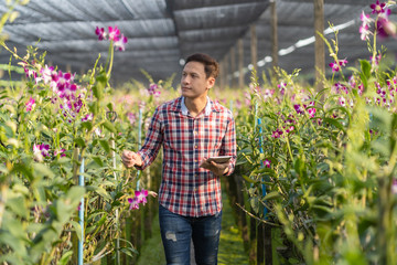 Wall Mural - Asian man small business owner of orchid garden farm, Happiness founder looking and chekcing, The purple orchids are blooming in the garden farm,Bangkok Thailand.