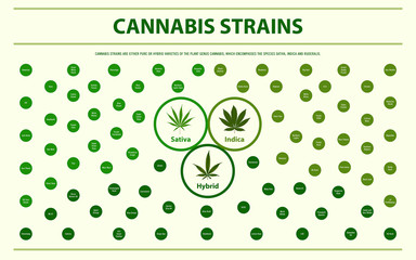 Cannabis Strains horizontal infographic illustration about cannabis as herbal alternative medicine and chemical therapy, healthcare and medical science vector.