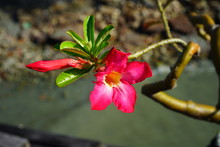 Pink Desert Rose Flowers (Adenium Obesum)