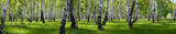 summer birch forest landscape