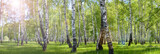 summer birch forest landscape
