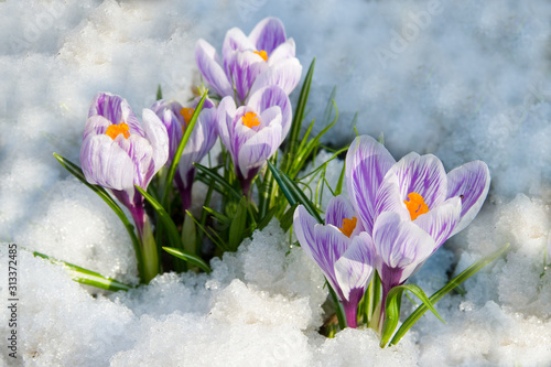 Fototapeta krokusy  kwiaty-fioletowe-krokusy