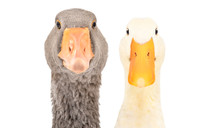 Portrait Of Goose And Duck Together Isolated On A White Background
