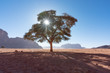 a tree stand alone against the sun with tree shade shadow, at Wadi Run desert in Jordan
