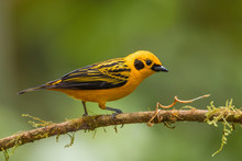 Golden Tanager - Tangara Arthus, Beautiful Yellow Tanager From  From Western Andean Slopes, Mindo, Ecuador.