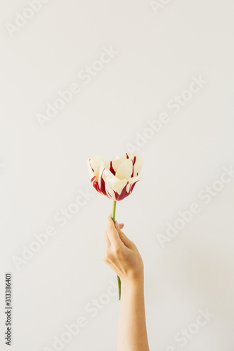 Woman hand hold tulip flower on white background Canvas Print