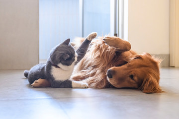 Wall Mural - British shorthair and golden retriever playing