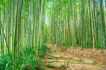  Świeża zielona bambusowa lasowa droga Kyoto
