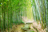 Fototapeta Sypialnia - 新緑の竹林の道　京都
