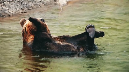teddy bear on the back. cool in water. good mood. wildlife natural background.