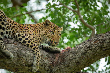 Wall Mural - A young male leopard and his mother on a kill in a tree with some hyaena interaction