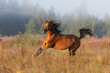 Chestnut arabian horse runs free across the field in the misty summer morning