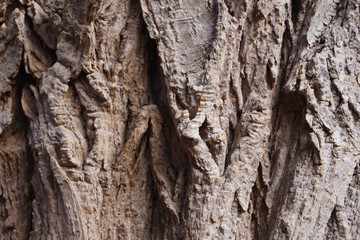 bark of a tree