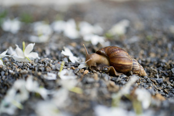 Giant snail crawling at the ground.