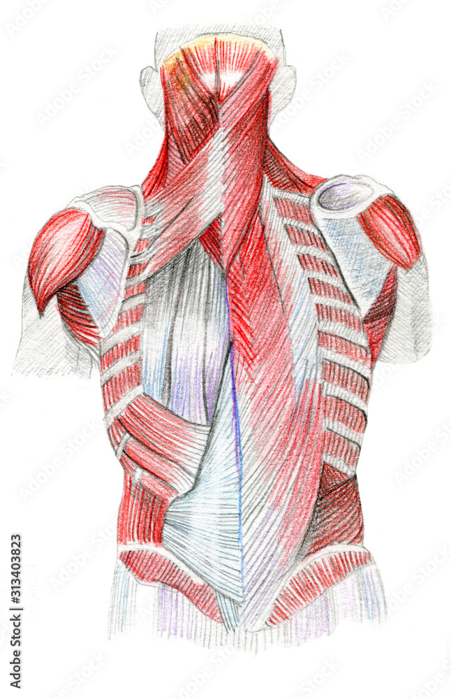 Muscules Ilustración de Stock Anatomical color pencil drawing of the human body ...