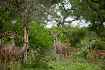Wall Mural - Kudu bull looking at the camera in the green bushveld