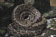 © Meng_Dakara - Close up of burmese python snake is very large and curl up