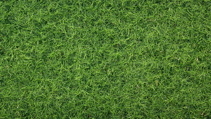 Canvas Print - green grass texture for background
