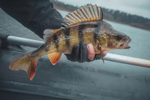 A Yellow Perch Is Caught Spinning.
