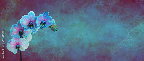 Obrazy Storczyki  piekne-rzadkie-niebieskie-kwiaty-orchidei-baner-wiadomosci-niebieski-i-rozowy-kwiat-orchidei-glowki-na