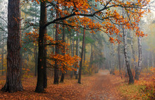 Forest. Autumn. Fog Enveloped The Trees. Leaves And Grass Dressed In Autumn Outfits