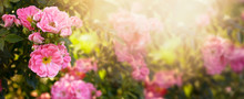 Mysterious Fairy Tale Spring Floral Wide Panoramic Banner With Fabulous Blooming Pink Rose Flowers Summer Garden On Blurred Sunny Bright Shiny Glowing Background And Copy Space