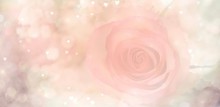 Rosa Rose Mit Bokeh In Herzform - Abstrakter Hintergrund Banner Zum Muttertag, Valentinstag Oder Hochzeit