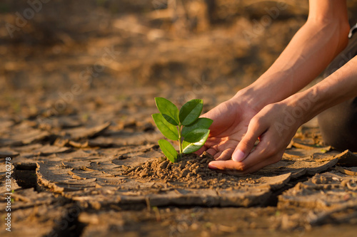 Cuadros en Lienzo Hand of young children or teenager planting a tree on dry cracked land to recovery a nature to green again, Climate change crisis solution, Volunteer and Environment conservation concept