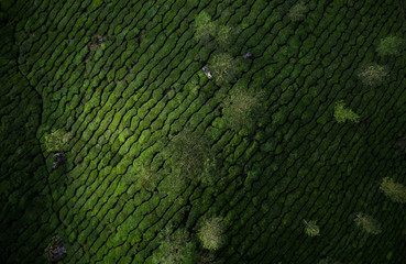 Wall Mural - Beautiful tea plantation landscape in the morning. 