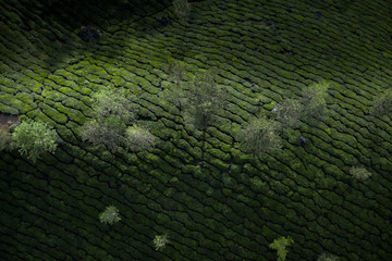 Wall Mural - Beautiful tea plantation landscape in the morning. 