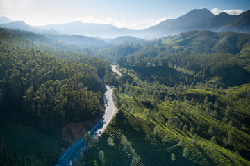 Wall Mural - Beautiful tea plantation landscape in the morning. 