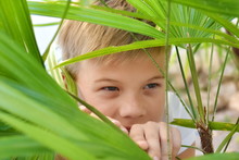 Guy Lurking In The Bushes. A Child Hides In The Green Leaves. To Play Hide And Seek Autdoor. Boy Peeping From Behind The Bushes.