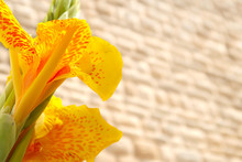 Closeup Of Yellow Canna Lily Blooming In The Street Of Locorotondo, Italy, Apulia Region, Adriatic Sea