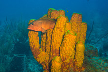 Orange Spotted Fish Swimming Through Orange Tube Coral In Ocean On Scuba Dive