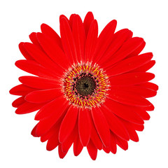 Wall Mural - Red gerbera flower head isolated on white background closeup.