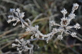 Fototapeta Natura - frost on branches