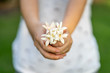 Millingtonia hortensis or Tree jasmine or Indian cork tree flower in asian women's hand.