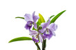 Blossom purple cattleya isolated on white background.
