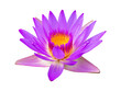 Purple violet lotus flower or water lily isolated on white background.