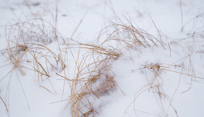  blades of dry grass snow