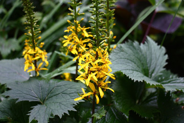 Long inflorescences with bright yellow flowers and fresh large gear green leaves of a ligularia przewalskii.