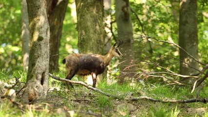 Wall Mural - Chamois, rupicapra rupicapra, Czech nature