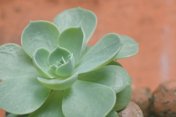 Suculentas Echeverias