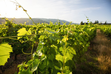 Green vineyard at valley in Portugal.