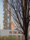 Fototapeta Paryż - Urban image - Tree bare of leaves in winter, with in the background, a building reflected on the windows of another building.