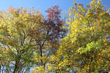 Wall Mural - green fall foliage