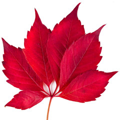 Wall Mural - Red autumn leaf of Parthenocissus quinquefolia, known as Virginia creeper, Victoria creeper, five-leaved ivy, or five-finger isolated on a white background.